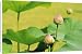 Canvas Prints of Asia, Thailand, from Danita Delimont