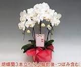 母の日ギフト！15％OFF！産地直送でお届けする選び抜かれた大輪胡蝶蘭3本立ち（24輪前後・つぼみ含む）/ホワイト　5月4日から5月8日の間にお届けします。