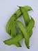 Winged Bean
