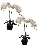 phalaenopsis pots-Two 32