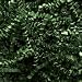 Crinkle Cut Paper - Shredded Paper - Gift Basket Supplies - Basket Fillings- Color: Forest Green - 1lb (16 oz)