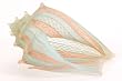 Latticino Conch