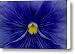 Close View Of Blue Petunia Canvas Print / Canvas Art - Artist Todd Gipstein