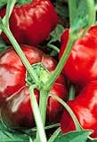 Sweet Red Pimiento Pepper 30 Seeds - SALE* - B000UHHGUU
