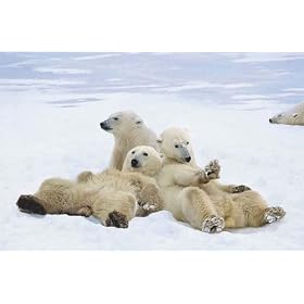 Polar Bears Playtime Wildlife PAPER Poster Measures 36 x 24 inches (91.5 x 61 cm) approx