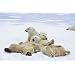 Polar Bears Playtime Wildlife PAPER Poster Measures 36 x 24 inches (91.5 x 61 cm) approx