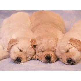 Sleeping Golden Labrador Retriever Puppies Photographic Poster ...