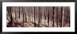 Bare Trees in a Forest One Year After Forest Fire, Roosevelt National Forest, Colorado, USA Framed Art Poster Print by Panoramic Images, 43x19