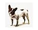 Dog, c.1986 Art Poster Print by Andy Warhol, 14x11