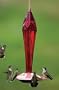 Schrodt FGHF-R Ruby Faceted Glass Hummingbird Feeder