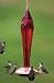 Faceted Glass Hummingbird Feeder - Red