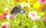 Wildflower Butterfly Mix - 1000+ Seeds