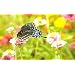 Wildflower Butterfly Mix - 1000+ Seeds