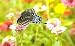 Wildflower Butterfly Mix 1000+ Seeds