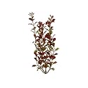 Tetra Water Wonders Fresh Water Plant Red Ludwigia, 12-Inch