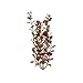 Tetra Water Wonders Fresh Water Plant Red Ludwigia, 12-Inch