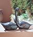 Loving Black Swan Couple