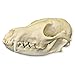 Real Red Fox Skull A Quality