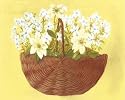 White Blue Flowers In Wicker Basket by Cuca Garcia. Size 8.88 inches width by 7.42 inches height. High Quality Art Poster Print
