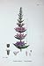 Botany Plants C1902 Purple Loostrife Lythrum Salicaria