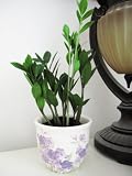 9GreenBox - Rare Z Z Plant Zamioculcas Zamiifolia House Plant Bonsai with 5 White Flower Ceramic Pot