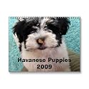 Havanese Puppies 2009 Wall Calendar