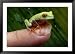 A Red-Eyed Tree Frog Small Enough to Fit on a Thumbnail Animals Framed Photographic Poster Print by George Grall, 44x32
