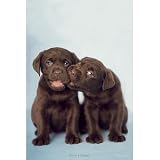 Rachael Hale (Emma & Chester) Art Poster Print - 24x36
