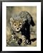 Cheetah Cub, Acinonyx Jubatus, Duesternbrook Private Game Reserve, Windhoek, Namibia, Africa Animals Framed Art Poster Print by Thorsten Milse, 25x31