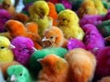 Artificially Colored Chicks Crowd Together Photographic Poster Print, 16x12