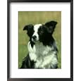 Border Collie, Nine Month-Old Dog Portrait Photography Framed Art Poster Print by Mark Hamblin, 18x22