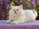 Wallmonkeys Peel and Stick Wall Decals - Pretty and Cute Ragdoll Kitten with Lilac Wisteria Flowers - Removable Graphic