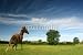 Wallmonkeys Peel and Stick Wall Decals - Pony in a Green Field - Removable Graphic