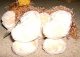 Webkinz Cocker Spaniel - First Edition with No Magic W - New with Sealed Tag and Unused Code