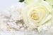 Wedding Gown and Decorated Hair Piece with White Rose. - 24W x 16H - Peel and Stick Wall Decal by Wallmonkeys