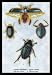 Beetles: Dytiscus Dimidiatus Gyrinus Nalator et al. #1 12x18 Giclee on canvas