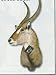 Wildlife Mounts 