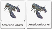 Crustaceans