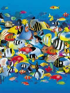 Buy Rush Hour online at Discounted New and Used prices. Delivered to your door with Childrens Toyshop.com