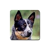 Australian Cattle Dog Rubber Square Coaster (4 pack)