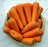 【種子】甘美人 コート種子 約250粒