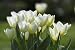 A Photo of Traditional White and Yellow Tulips in Springtime - 36