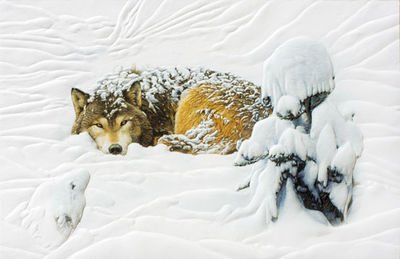 Wolf Boxed Christmas Cards