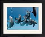 Framed Prints of Bottlenose dolphins - group playing / dancing underwater from Ardea Wildlife Pets