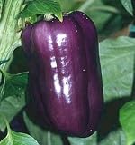 Sweet Lilac Hybrid Pepper 20 Seed/Seed