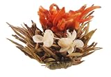 Primula 12-Pack Flowering White Tea with Peppermint