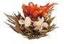 Primula 12-Pack Flowering White Tea with Peppermint