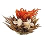 Primula 12-Pack Flowering White Tea with Peppermint