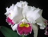 Lc Lake Wateree Mendenhall x Lc Melody Fair Mishima