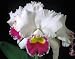 C Kittiwake 'Brilliance' AM/ODC X Lc Melody Fair 'Mishima' (photo)